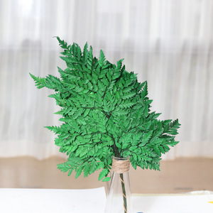 Foglie di <span class=keywords><strong>Felce</strong></span> Arachniodes Preservate, <span class=keywords><strong>Felce</strong></span> in Pelle Multicolore, Foglia Piatta Essiccata per Bouquet Floreali dalla Fabbrica dello Yunnan - Product Image 6