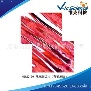 Sección de piel de caballo (piel con pelo), histología, órganos sensoriales, secciones de animales y plantas, preparados microscópicos. - Product Image 4