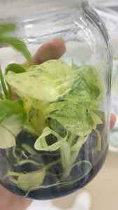 Plante de culture tissulaire de Monstera <span class=keywords><strong>Deliciosa</strong></span> blanche raraissante - 3-5 cm, cultivée en laboratoire, feuillage unique pour collectionneurs, certifiée Phyto - Product Image 3