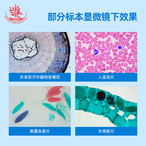 Portaobjetos de observación celular para escuelas secundarias, paquete de 10 diapositivas, muestras biológicas completas, microscopio biológico de alta claridad - Product Image 5