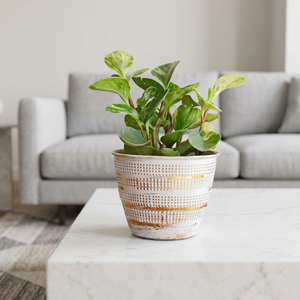 AK laiton blanc rustique or métal doré petite mini jardinière de table pour la décoration intérieure fenêtre bureau salon ameublement - Product Image 2