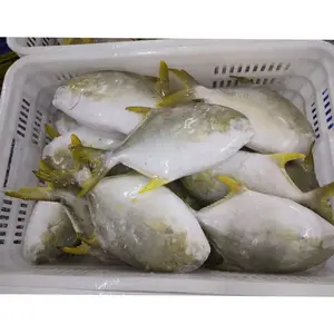 Golden Pompano Delicious Frozen Golden Pompano Fish Dried golden pomfret