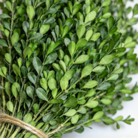 Buket Bunga Boxwood Alami yang Diawetkan, Bunga Kering, Daun Hijau, Ramah Lingkungan, Tahan Lama, untuk Hari Ibu, Hari Valentine, Festival