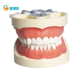 चिकित्सा विज्ञान दंत चिकित्सा शिक्षण मॉडल मानव दंत दांत मानक मॉडल के साथ 32 दांत जबड़े संरचनात्मक मॉडल