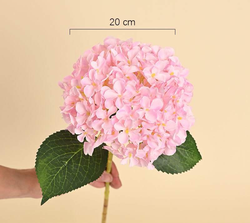 Rosa01
