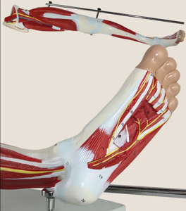 Músculos modelo anatómico <span class=keywords><strong>de</strong></span> <span class=keywords><strong>la</strong></span> <span class=keywords><strong>pierna</strong></span> humana 13 piezas para entrenamiento médico <span class=keywords><strong>de</strong></span> ciencia médica - Product Image 6