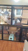 Enclos pour chat d'intérieur Catio sur roulettes, Catio pour chat à 2 niveaux de grande taille pour plusieurs chats, Cage pour chat en bois avec boîte de repos