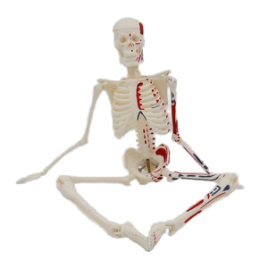 Modèle de <span class=keywords><strong>squelette</strong></span> <span class=keywords><strong>humain</strong></span> en PVC de 45 cm pour l'école de médecine - Modèle d'os avec bras et jambes peints Fabriqué en Chine Marque OEM - Product Image 3