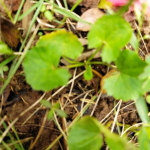 Pentywort-material de té tradicional Natural, Plantas secas asiáticas, gotu kola, hierba de hoja - Product Image 6