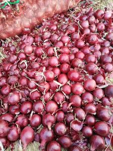<strong>Onion</strong> 2025 New Crop Sinofarm 5-8cm 25kg Mesh Bag Red <strong>Onions</strong> Price Per Ton <strong>in</strong> <strong>China</strong> Fresh Vegetables <strong>Onion</strong> Seeds Cebolla <strong>Exporter</strong> - Product Image 3