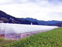 Serre tunnel en acier galvanisé à chaud sur mesure, à insérer dans le sol, pour la culture de légumes et de fruits