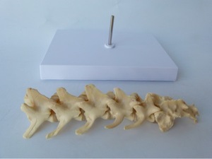 Modelo anatómico de vértebras lumbares para perros, columna vertebral canina, modelo de <span class=keywords><strong>esqueleto</strong></span>, anatomía espinal veterinaria de animales, 5 uds. - Product Image 3