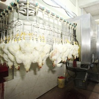 1000BPH Poulet Congelé À Petite Échelle Usine De Transformation De Viande