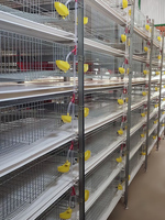 Cage Automatique à Cailles avec Système de Collecte Automatique d'Œufs de Caille pour 100 000 Cailles