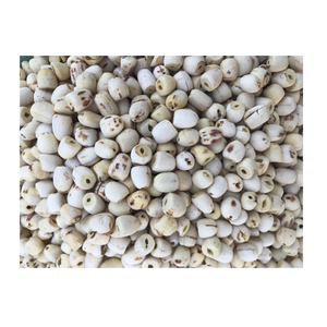 4 nueces de zorro Suta (semillas de loto/Makhana), superalimento empacado con fibra proteica suministrada por un fabricante experimentado - Product Image 2