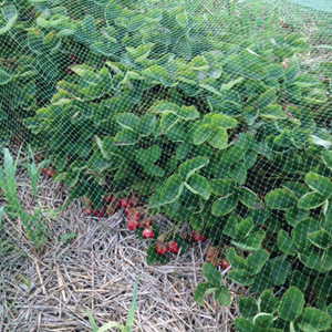 Filet <span class=keywords><strong>anti</strong></span>-malvaises en maille BOP pour le contrôle des oiseaux, protection double contre les parasites pour pelouse, potager et parterres de fleurs - Product Image 6