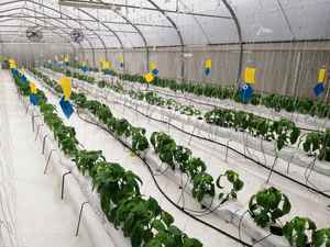แนวตั้ง Aeroponics ระบบเรือนกระจก - Product Image 3