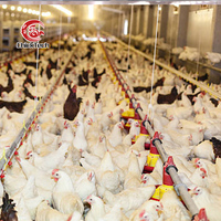 Mangeoire et abreuvoir automatiques avec garantie d'un an pour élevage commercial de poulets