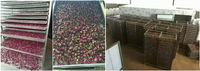 Sécheuse à roses à pompe à chaleur, adaptée au séchage à grande échelle des roses