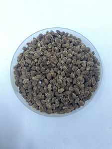 Graines de papaye à haut rendement Botani California IPB, variété de papaye douce, fournisseur de semences agricoles pour fruits tropicaux - Product Image 6