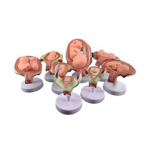Modelo Anatómico del Desarrollo del <span class=keywords><strong>Embarazo</strong></span> Humano, 7 Piezas, Útero Seccional, Modelo de Etapas de Crecimiento del Feto, para Obstetricia y Ginecología - Product Image 1