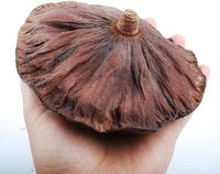 Têtes et capsules de lotus séchées naturellement, couleur marron, séchées au soleil, pour la décoration intérieure et l'aquariophilie