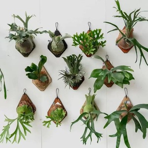 Kit de montage pour fougère à cornes de cerf, panneau mural, support vertical pour plantes, pour orchidées, plantes grimpantes, <span class=keywords><strong>cadre</strong></span> de plantation - Product Image 5