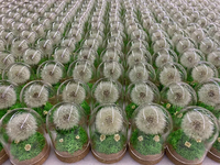 Pissenlit éternel sous cloche en verre avec éclairage LED, fleur préservée et moelleuse, étiquette personnalisée, cadeau pour la remise des diplômes, la fête des mères, Noël, décoration intérieure