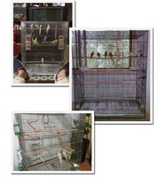 Cage de perroquet aérien de petite taille en acier, économique, à revêtement électrique, 423