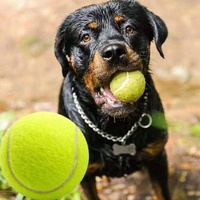 Wald Sport AX-25823A Ballon de tennis de plage éco-responsable de haute qualité pour chien avec logo personnalisé pour jouet pour animaux de compagnie et entraînement sportif