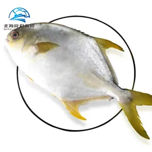 Toptan fabrika fiyat kalite taze dondurulmuş deniz ürünleri canlı tüm altın Pompano balık 600-700g Pomfret balık
