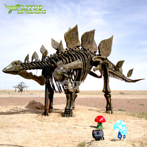 <span class=keywords><strong>Esqueleto</strong></span> de Dinosaurio <span class=keywords><strong>Estegosaurio</strong></span> Tuojiangosaurus de Tamaño Real en Venta - Product Image 2