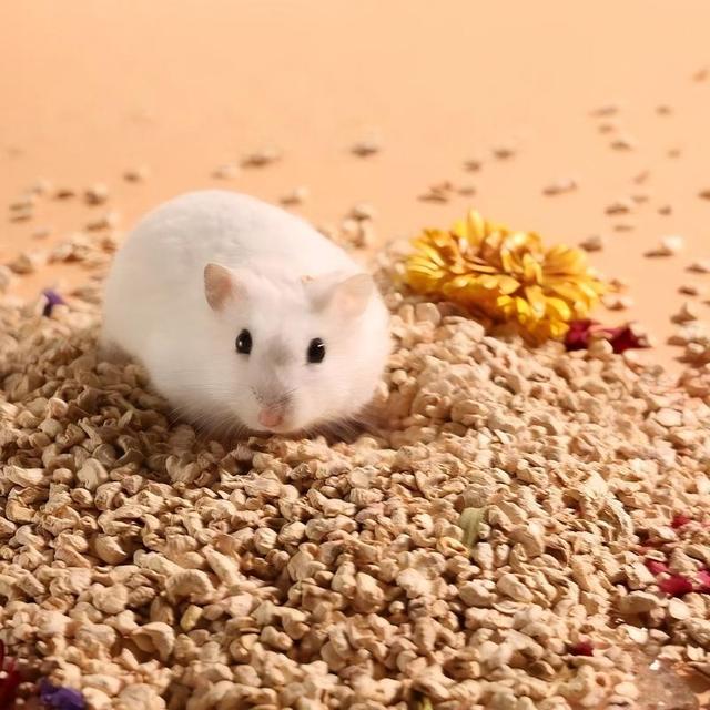 Hamster Corn Cob Bedding 10-Pound Pack Deodorizing GranulesLarge Particles Fragrance for Golden Hamsters Roborovski Hamsters