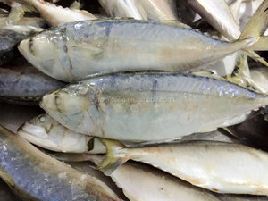 Peixe Cavala Indiana Congelado Inteiro de Alta Qualidade Grau A+ BQF IQF China Atacado em Promoção - Product Image 6