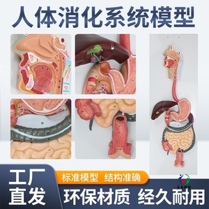 Modèle du système digestif humain ; section transversale de l'appareil gastro-intestinal ; nasopharynx ; modèle d'anatomie gastrique ; proctologie : petit modèle et modèle de proctologie. - Product Image 5