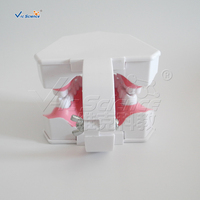 Modelo de Enseñanza de Cepillado Dental Ampliado 2 Veces con Cepillo de Dientes para Educación en Higiene Bucal, CE ISO ROHS CNAS