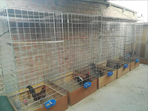 Nouveauté 2026 : Cages de combat économiques pour coqs de combat 1,5*1*1,5 m en treillis métallique galvanisé soudé, pliables et découpables - Product Image 4