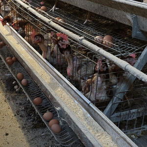 Prix des cages à poulets commerciales, <span class=keywords><strong>type</strong></span> 3/4 niveaux, cages à poules pondeuses, cages à poulets en batterie pour les élevages avicoles en Afrique du Sud - Product Image 3