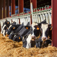 Abri agricole préfabriqué en acier de conception moderne pour l'élevage de chèvres et de moutons à usage agricole