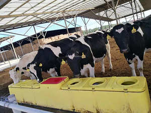 Ferme d'élevage automatique en plastique bétail cheval <span class=keywords><strong>eau</strong></span> potable ballon réservoir 2 /4/6 boules flottantes isolé <span class=keywords><strong>eau</strong></span> à travers - Product Image 6