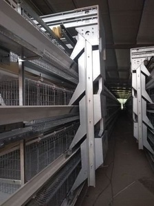 Hệ thống thu gom trứng hoàn toàn tự động hiệu quả cao cho các trang trại gia cầm lồng thép loại h mới cho trứng gà lớp - Product Image 5