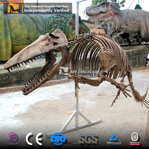 Mon squelette de dinosaure marin grandeur nature <span class=keywords><strong>Mosasaurus</strong></span> à vendre - Product Image 3