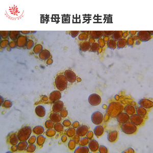 Mitosis de células animales (por ejemplo, huevos de lombrigas equinas); mitosis de puntas de raíz de plantas (objetivo microscópico) - Product Image 5