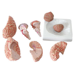 Modello di cervello staccabile con arteria cerebrale modello anatomico di vendita a caldo del cervello umano - Product Image 4