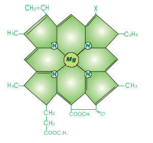<span class=keywords><strong>คลอ</strong></span><span class=keywords><strong>โร</strong></span><span class=keywords><strong>ฟิ</strong></span><span class=keywords><strong>ล</strong></span><span class=keywords><strong>ล</strong></span>์เหลวบริสุทธิ์สูงสำหรับสีผสมอาหาร ขายส่งจำนวนมาก <span class=keywords><strong>ล</strong></span>ะลายน้ำได้ เกรดอาหาร - Product Image 4