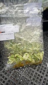 Ficus Lyrata Variegato da Coltura in Vaso con Variegazione Stabile, Pianta Ornamentale Premium per Interni da Vivaio - Product Image 3