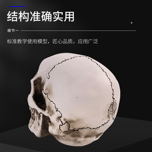 Pintura de bodegón con calavera de resina, arte de calavera humana, anatomía del músculo y esqueleto humanos, modelo de calavera, arte - Product Image 4