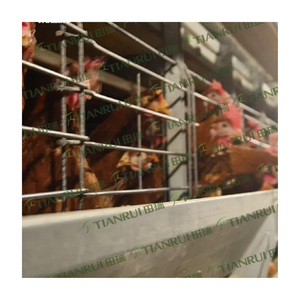 Jaula para <span class=keywords><strong>pollos</strong></span> <span class=keywords><strong>de</strong></span> exportación, gallinero para 5000 gallinas en <span class=keywords><strong>venta</strong></span> - Product Image 5