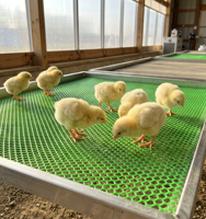Grillage en plastique durable et antirouille pour volailles, idéal pour la protection contre les fuites de fumier dans les poulaillers et sur les fermes (vente en gros)