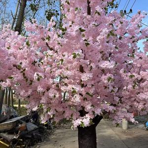 नए उत्पाद बड़े फूल के पेड़ 3.9 मीटर उच्च और 6 मीटर चौड़ा फुलजापान कृत्रिम चेरी पेड़ के लिए फूल पेड़ - Product Image 2